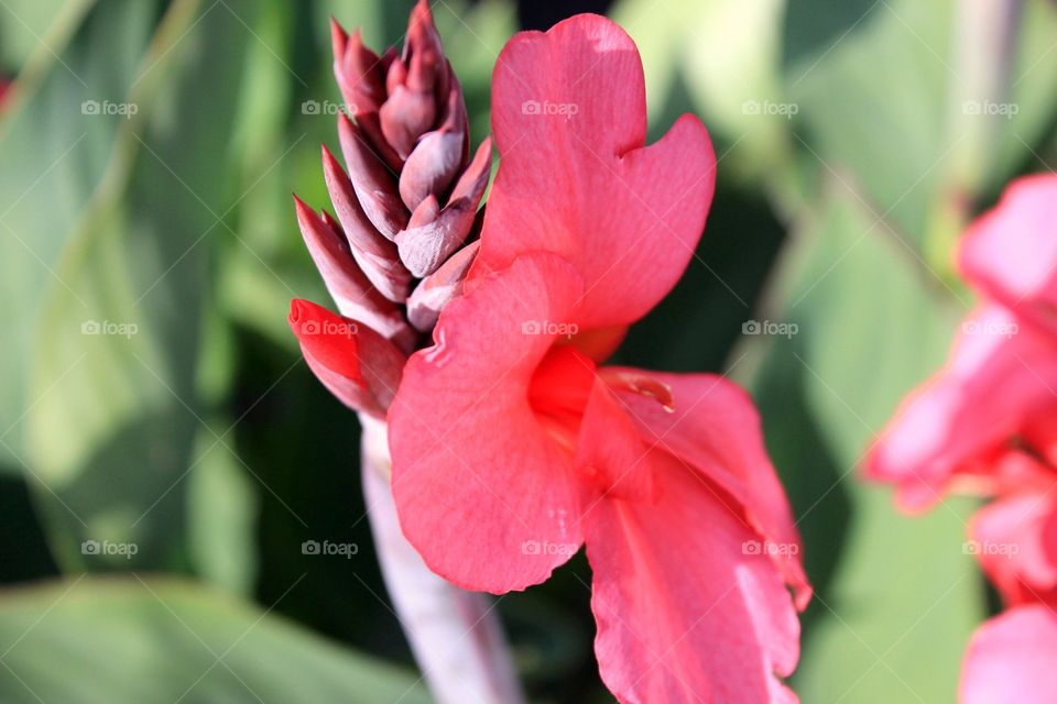 Pink flower