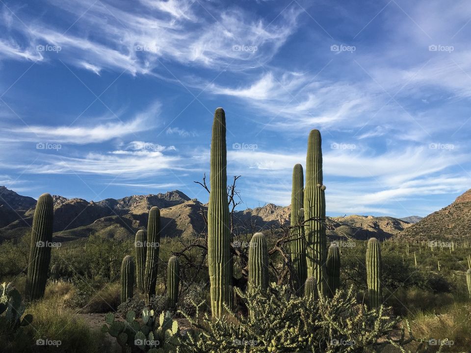 Desert Landscape 