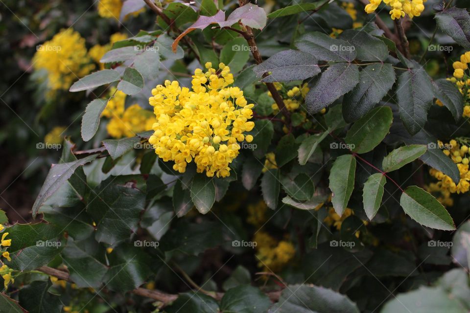 Yellow flowers 💛