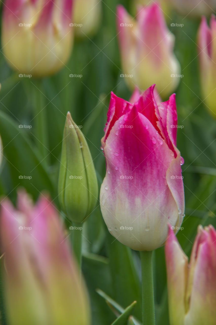 Tulips and water droplets 