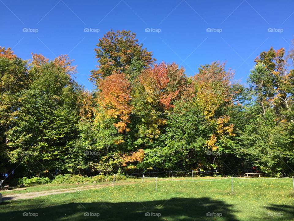 Outside leaf trees sun autumn Canada forest colors plain no persons wood grass alone beautiful wind 