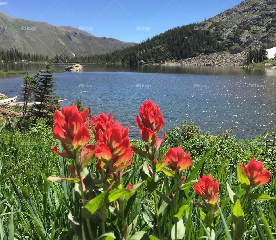 Wildflowers at 12k ft