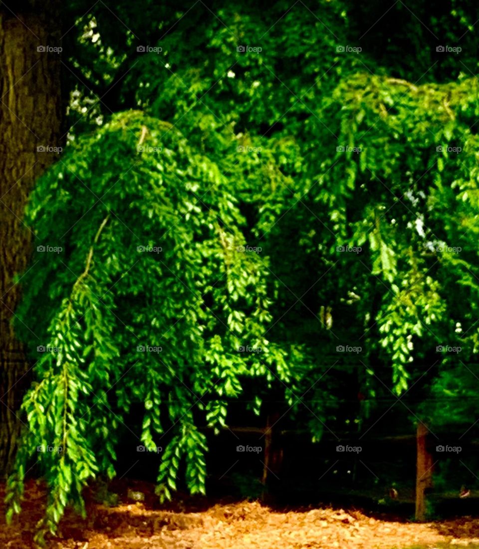 Wishing Tree