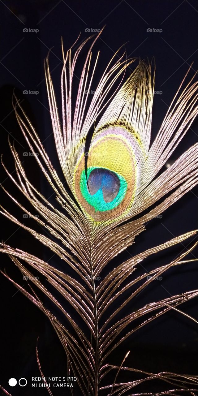 peacock piece