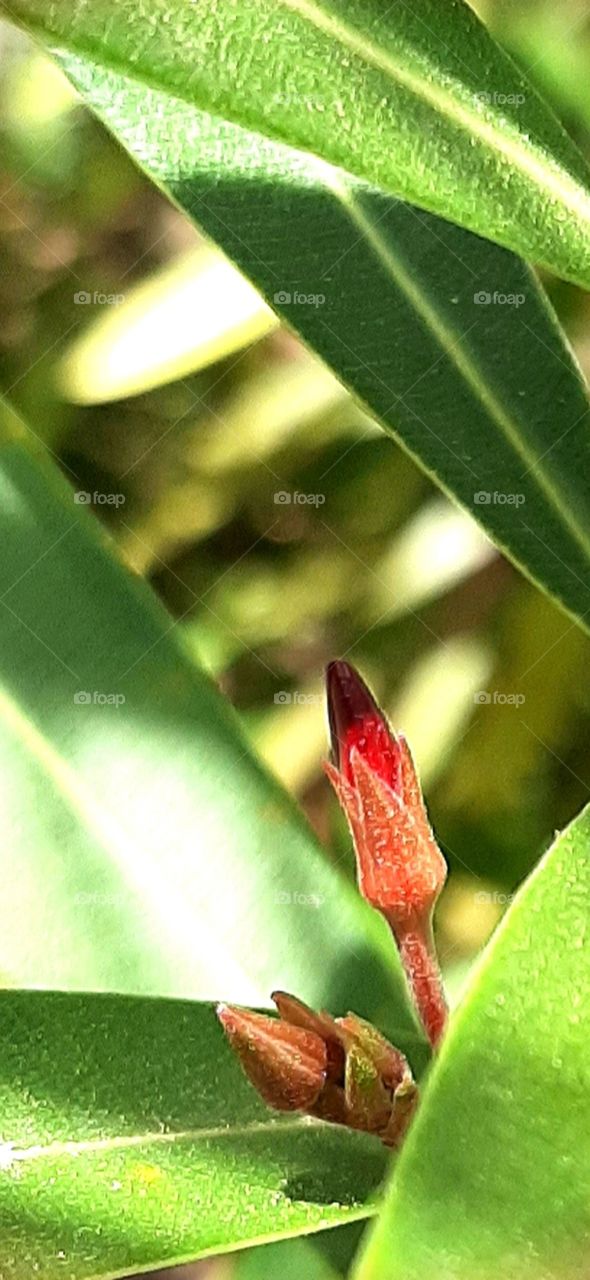 Oleander buds in fuchsia