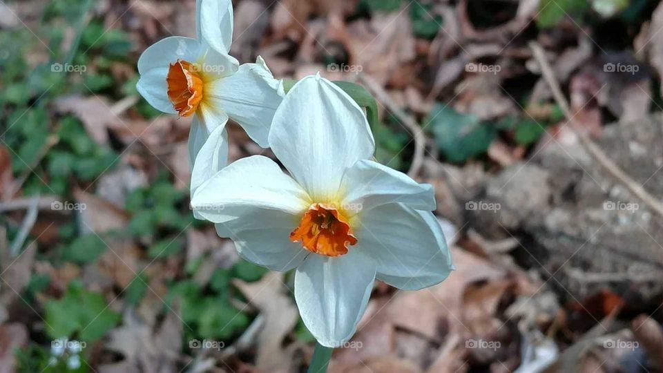 Nature, Flower, Leaf, Flora, Garden