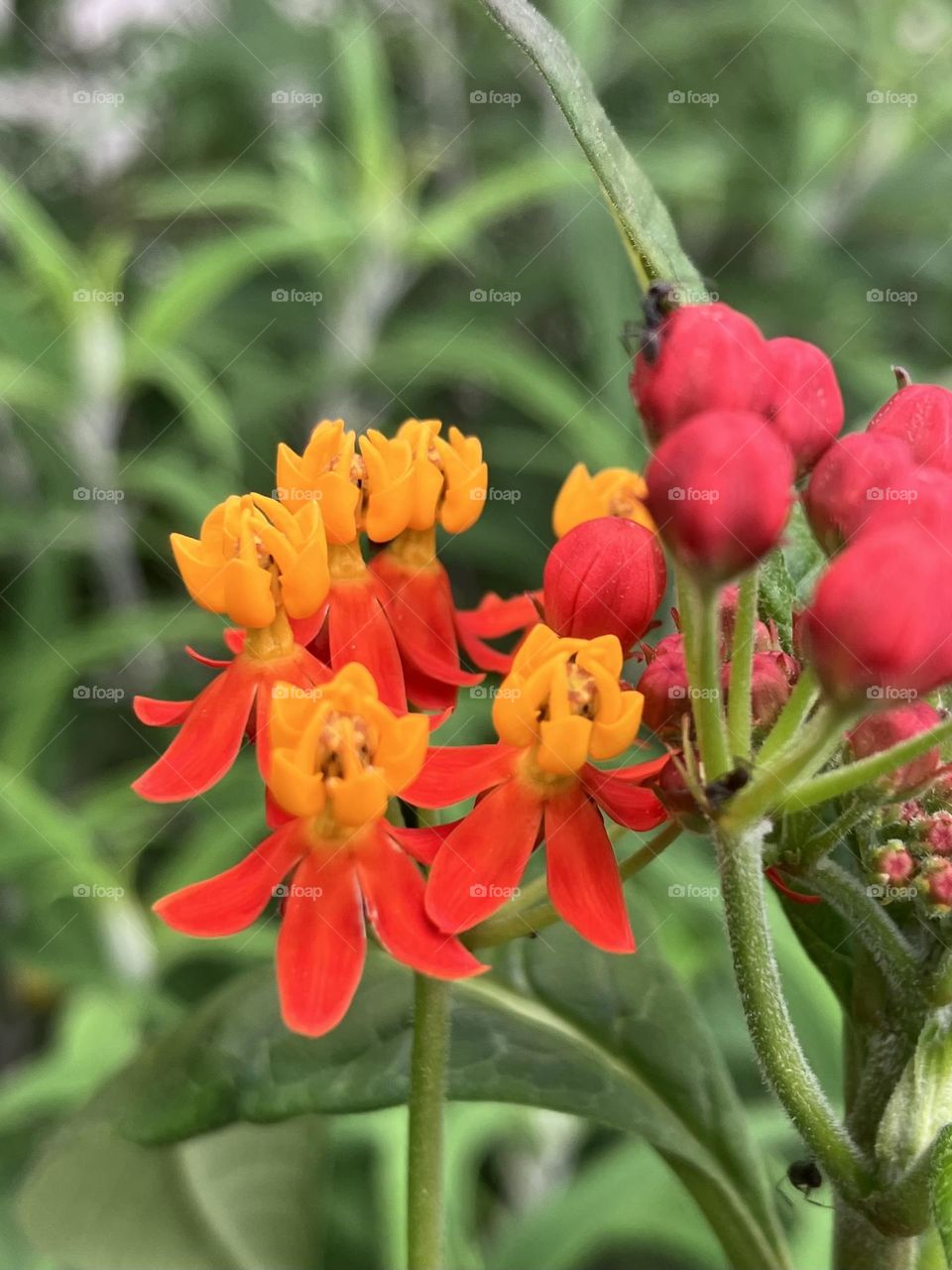 Asclepias 