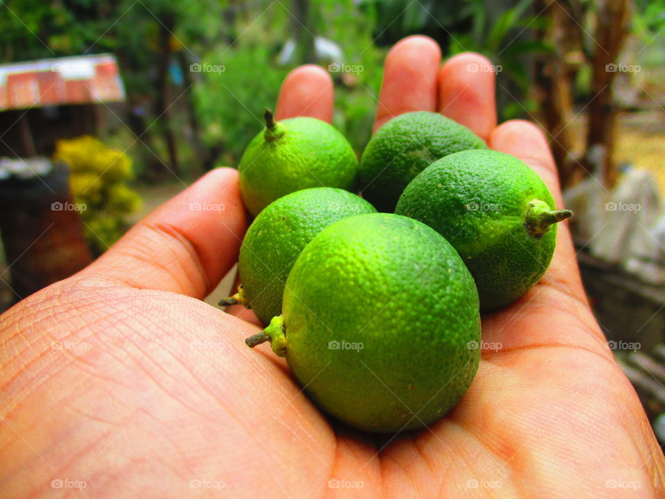 calamondin/calamansi