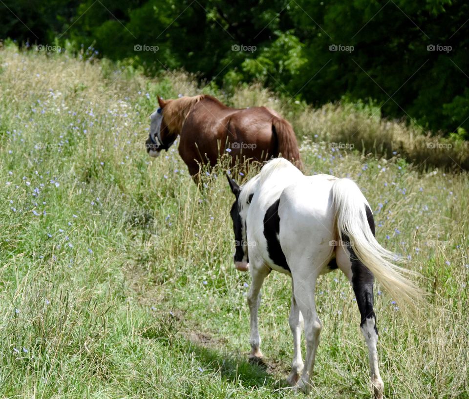 Horses walking in a field