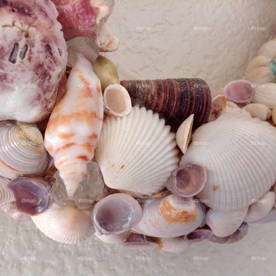 Seashells 