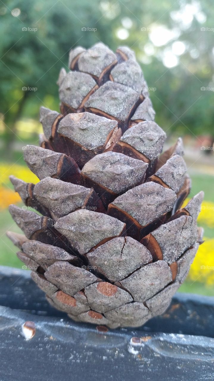 Nature, No Person, Outdoors, Tree, Stone