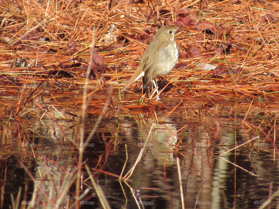 Hermit thrush and its reflection