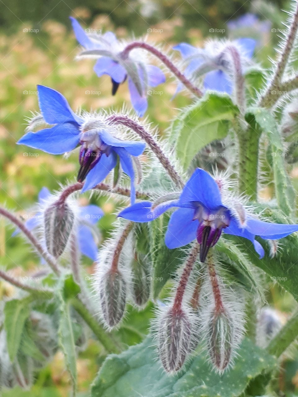 Blue Wild Flowers