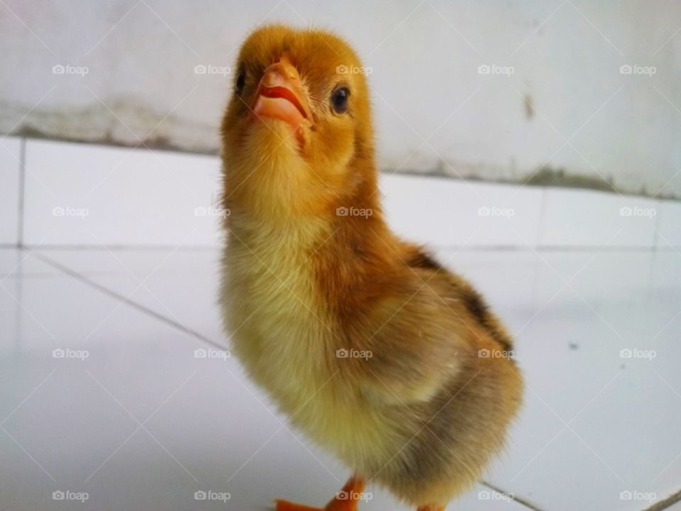 Chick look for its mom
