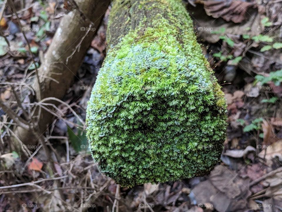 Moss