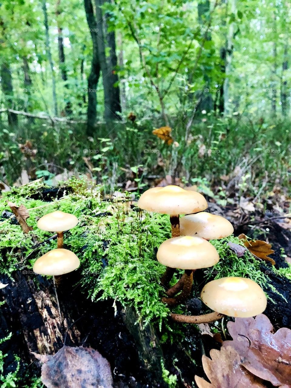 mushrooms
