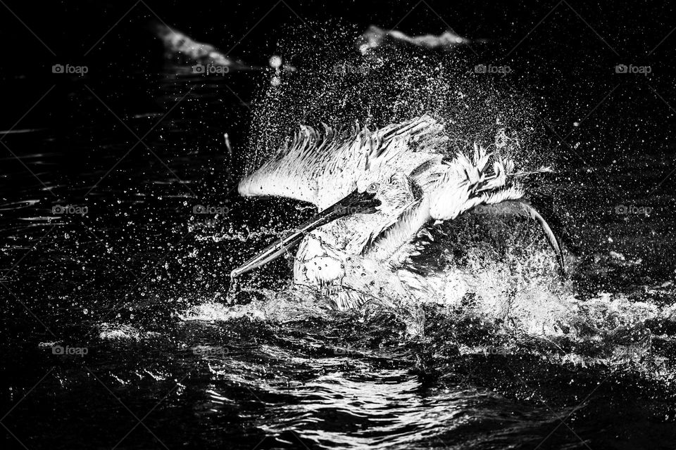 A black and white animal Portrait of a swimming pelican flapping it's Wings in the water to clean itself. it makes for an epic and magestic scene.