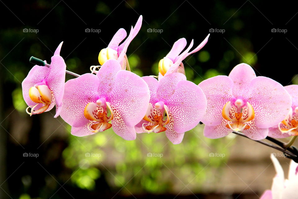 Pink orchid