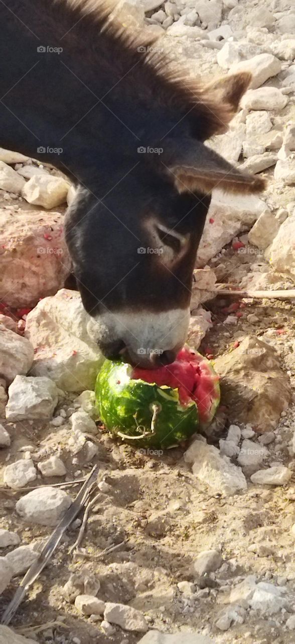 a beautiful donkey is eating watermelon.