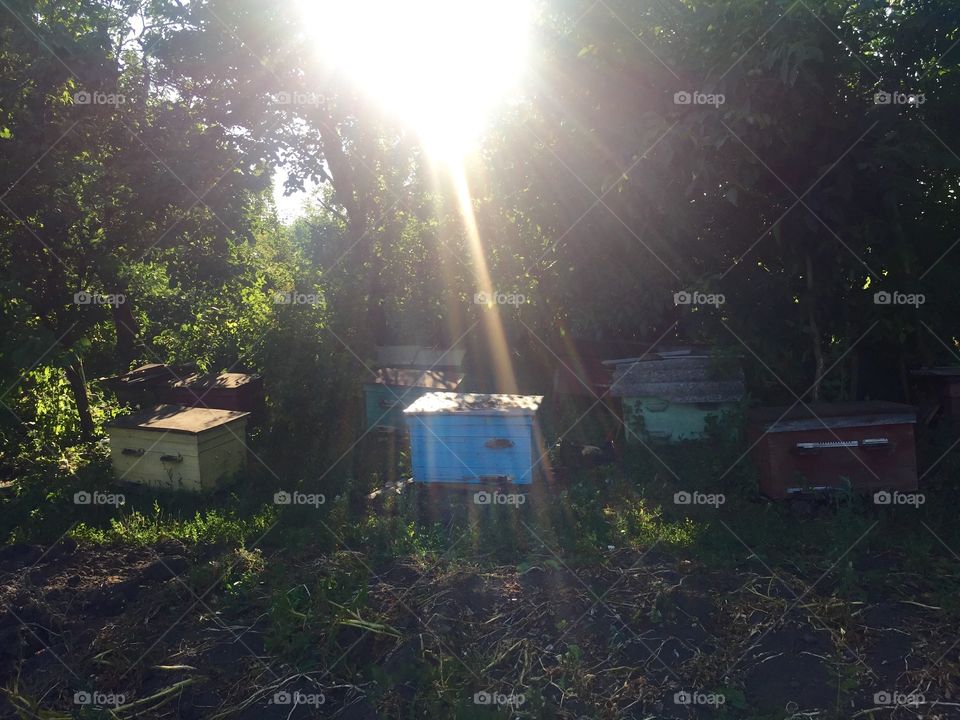 Beehives in the garden