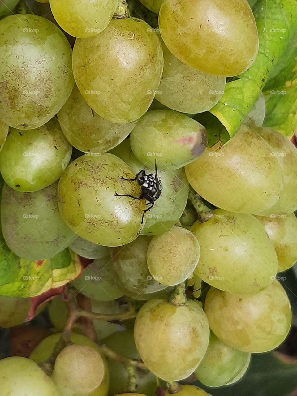 a fly on ripe green grapes