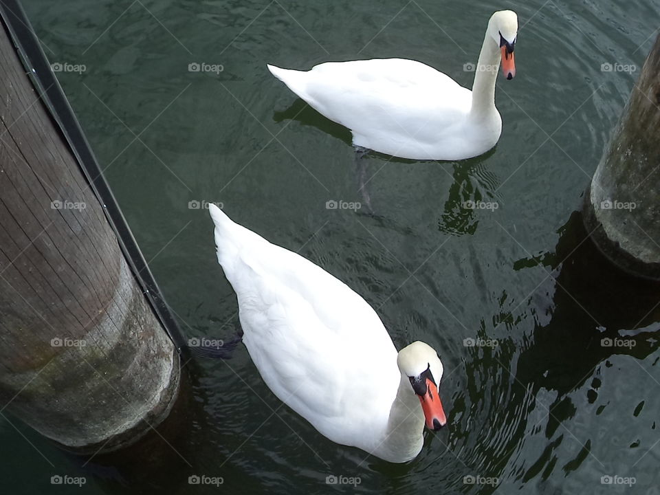 Swans