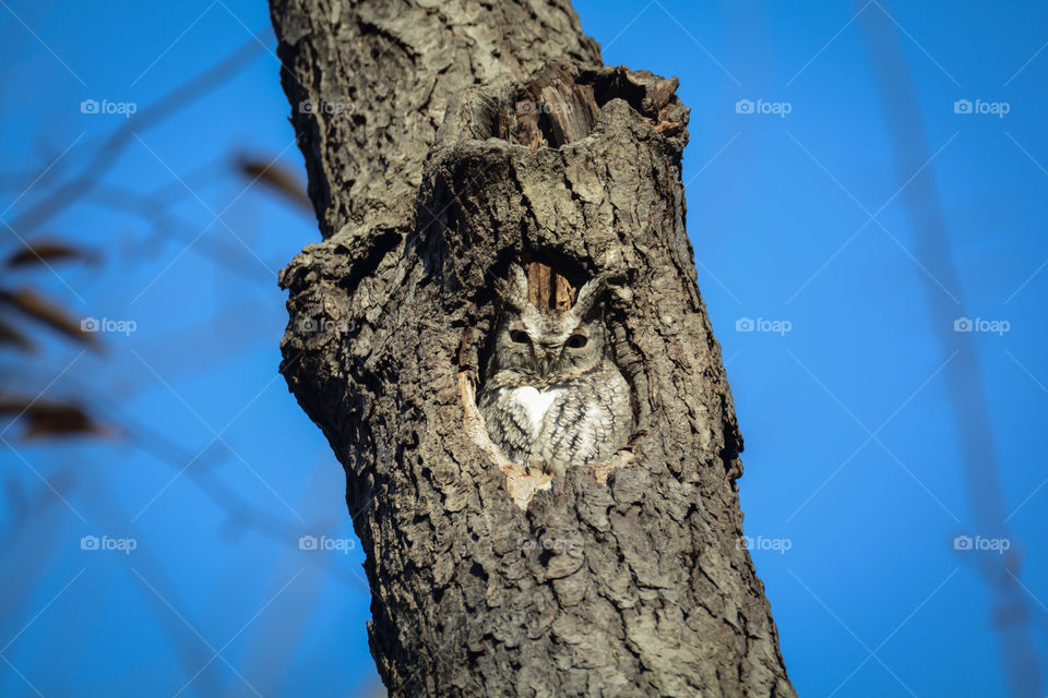 Owl in the tree