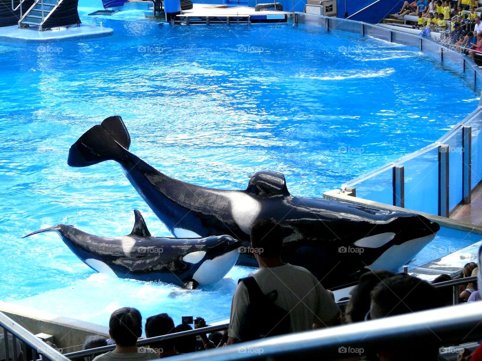 a baby orca whale with his mom / mother at a show at Sea World. They show trained tricks / feats.