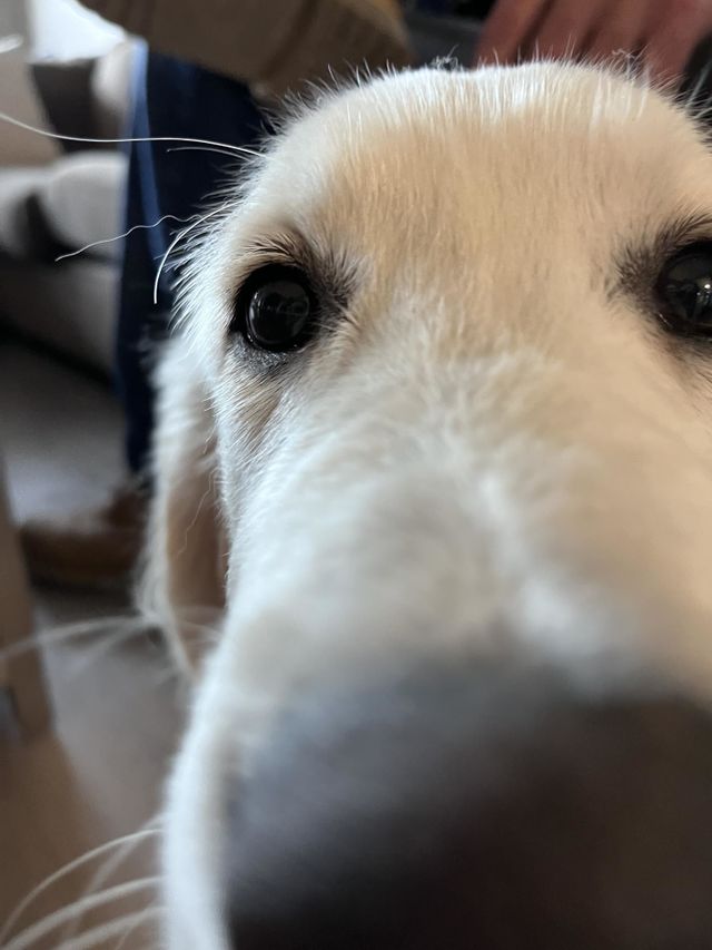 Cute puppy