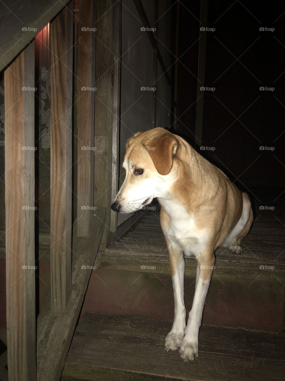 Pretty hound dog sitting on two levels on wooden porch steps 