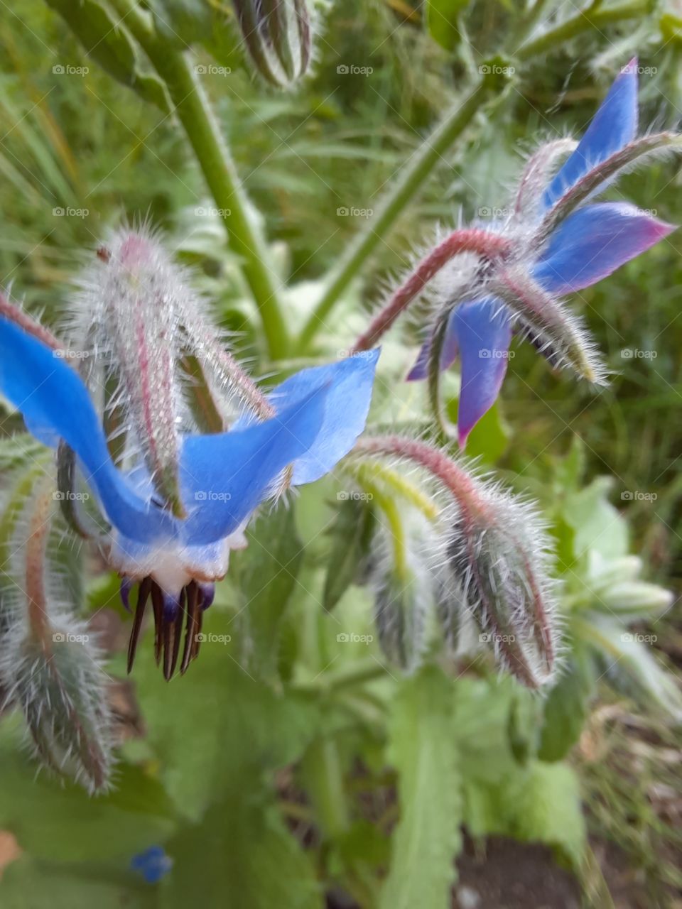 blue borage flower in summer  garden