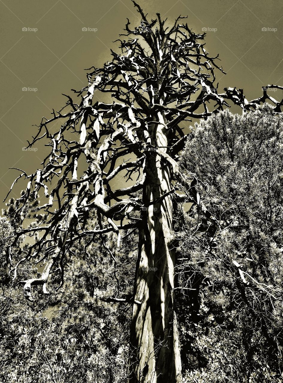 Ominous Pine. Dead Pine Tree on Mount Charleston, NV USA