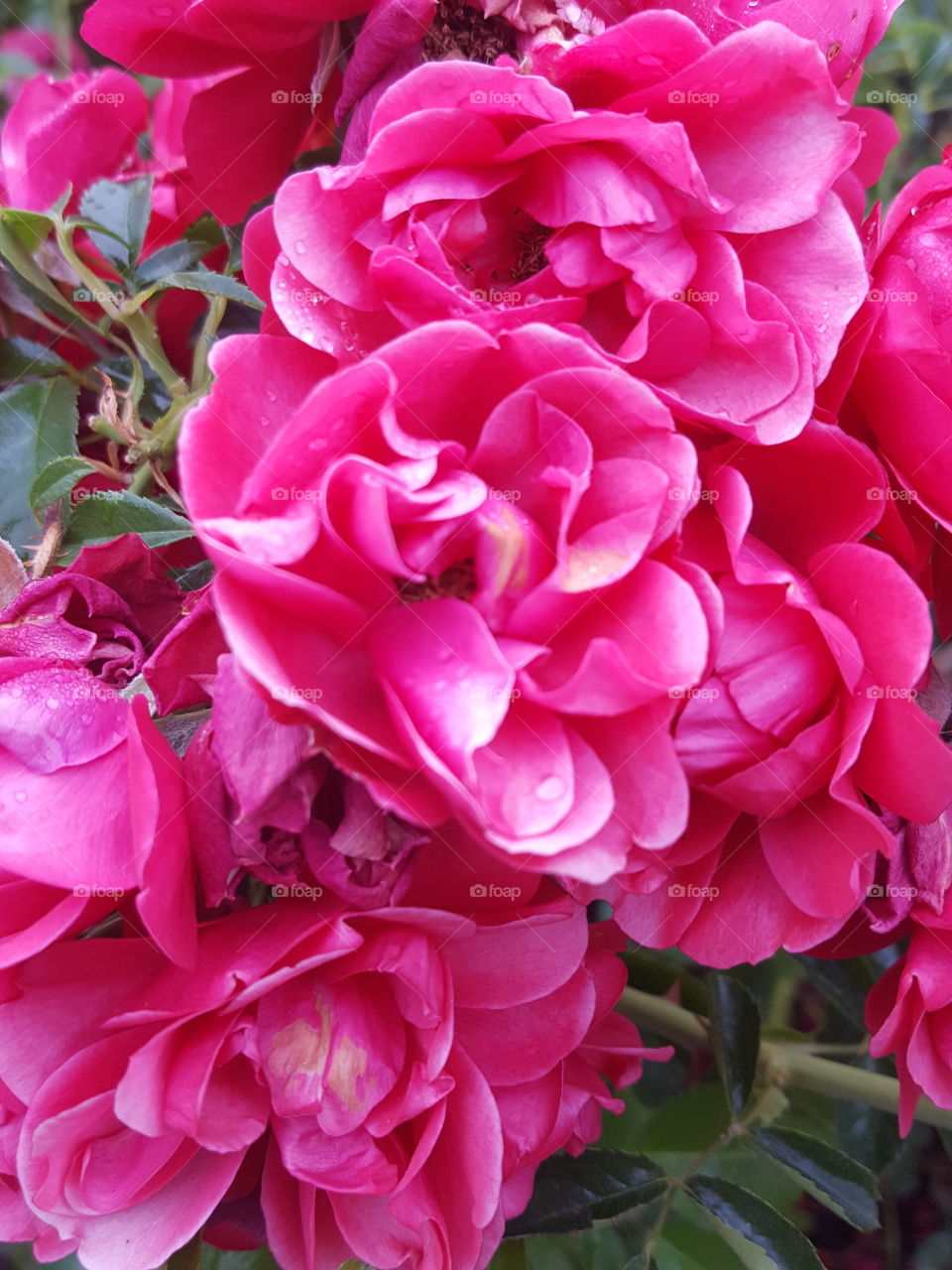 vibrant pink flower