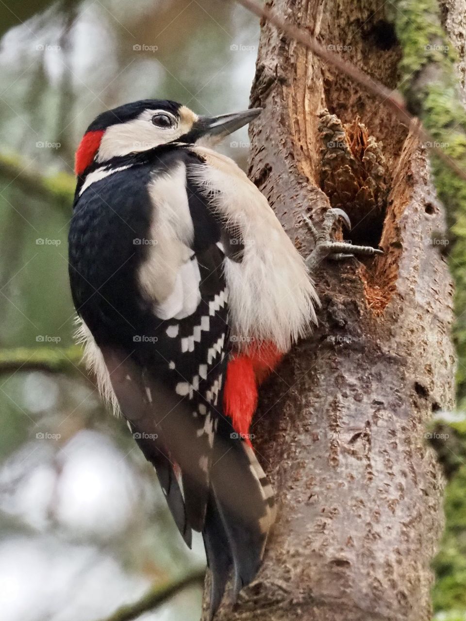 Woodpecker and it’s treasure 