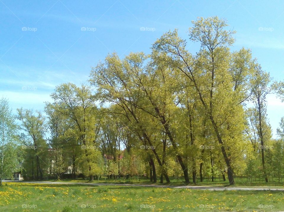 Tree, Landscape, Nature, Park, Rural