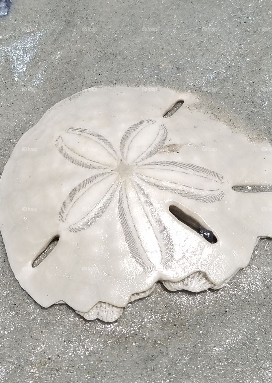 Sand Dollar