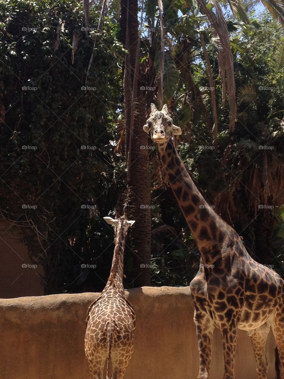 Giraffe mama and baby 