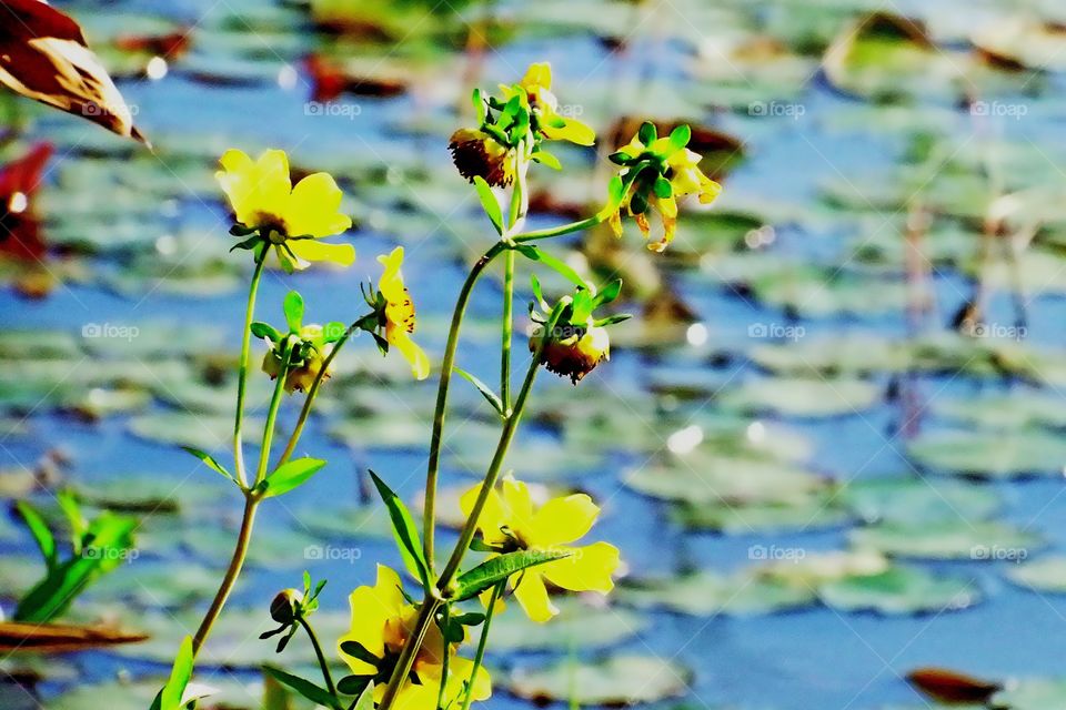 Aquatic flowers 