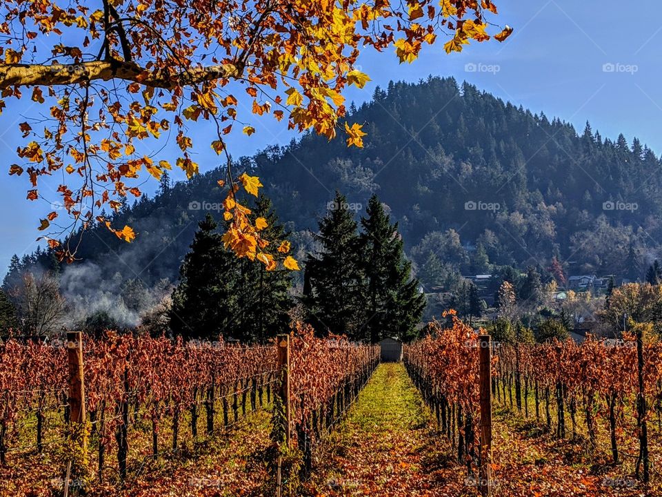 Sunday in the vineyard