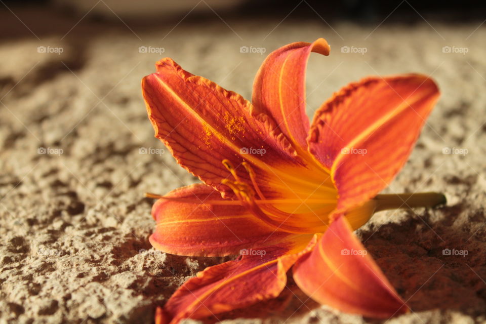 Flowers, summer, bright background, orange background, flower in detail, lily, orange, red flower, stamens, stems, vessels, vagina, sex, hot photo, juicy, orange color ok orange background, stripes, bright stripes, concrete, on concrete flowers, phot