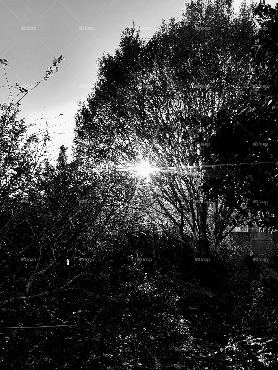 sunset in Black and white