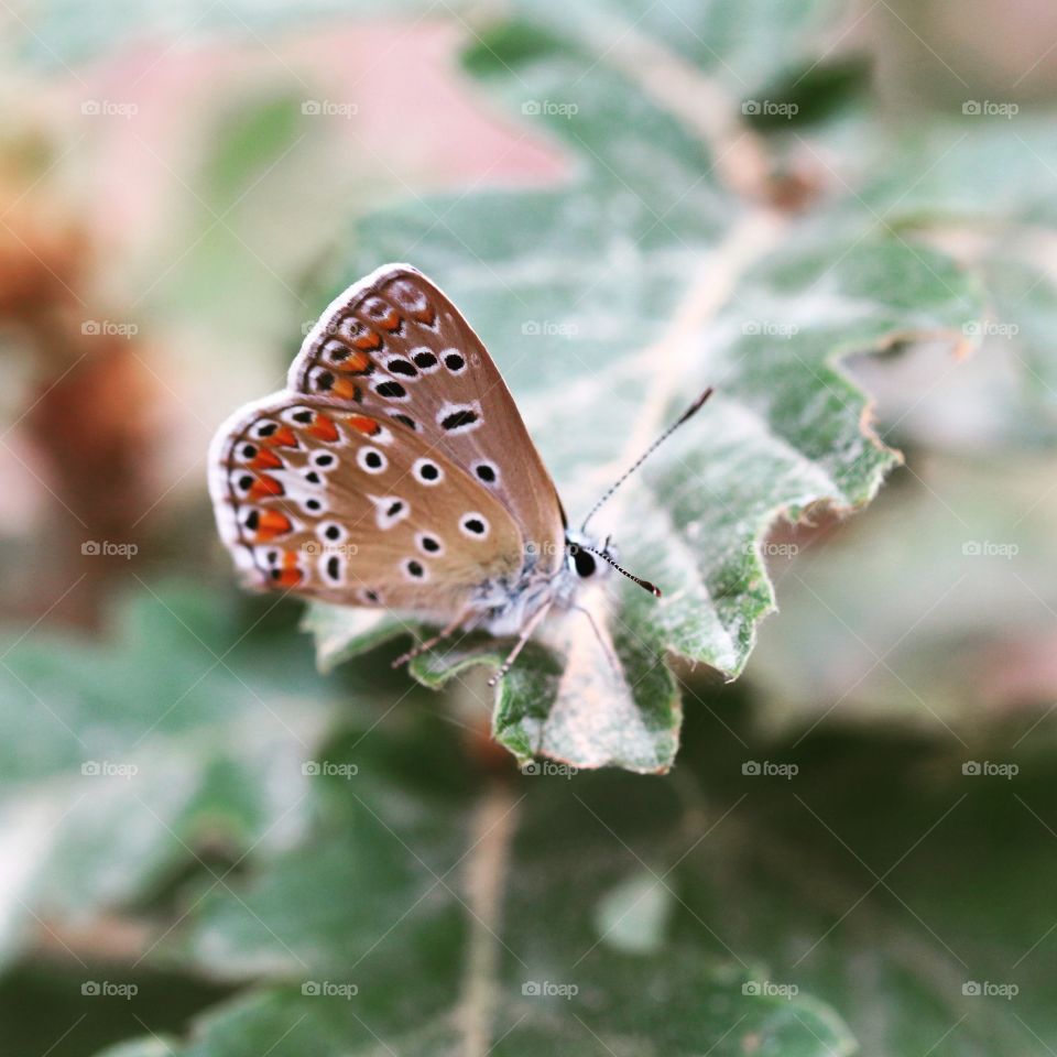 butterfly macro