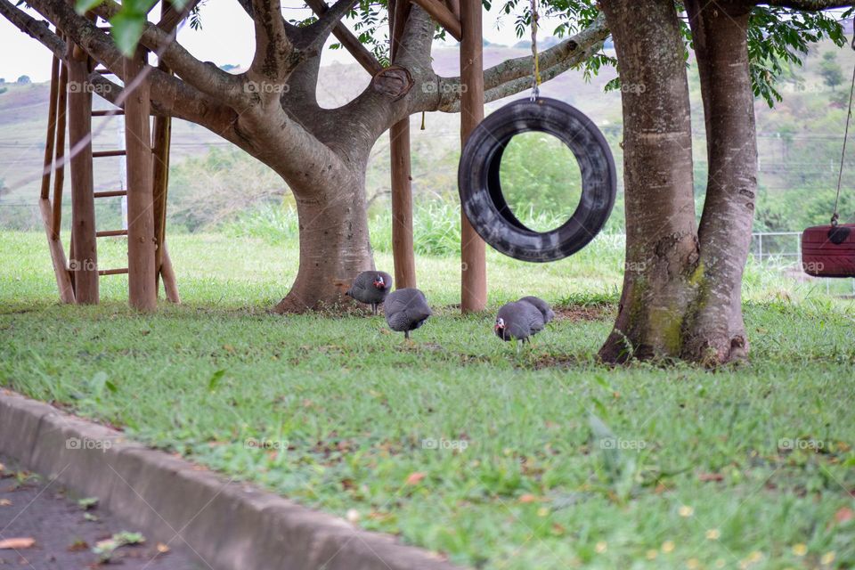 guinea fowl