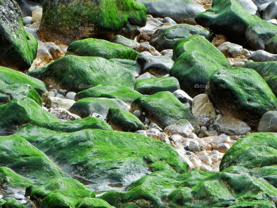 Green Algae Covering Rocks