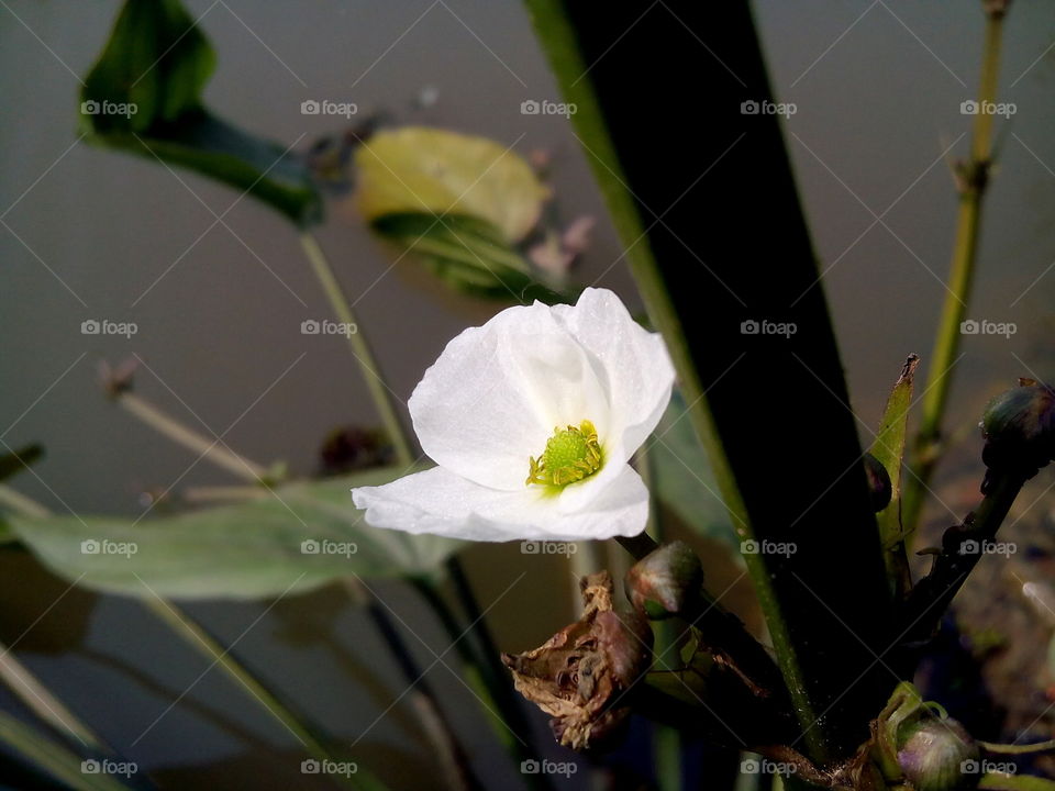 Bangladeshi white flower in lake side
location : Dhaka, Bangladesh