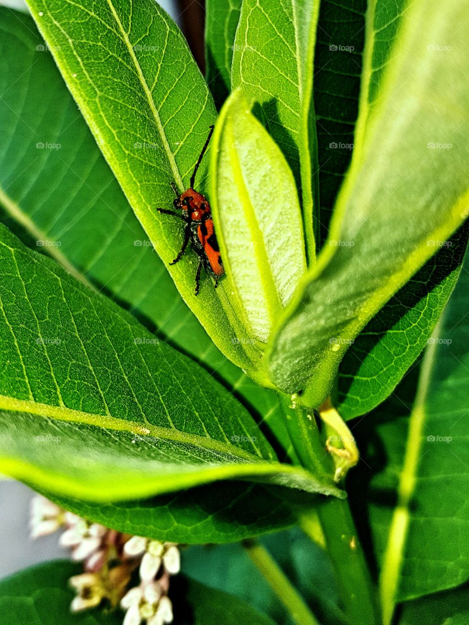 bug on the milkweed