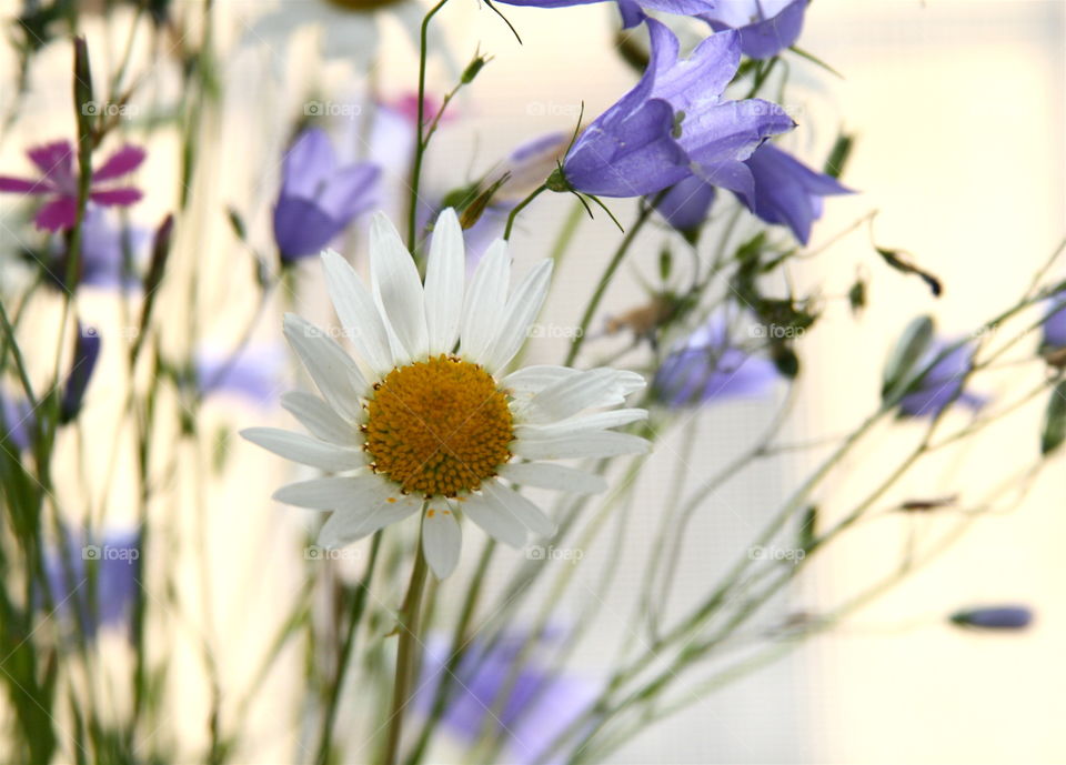 Wild Flowers 