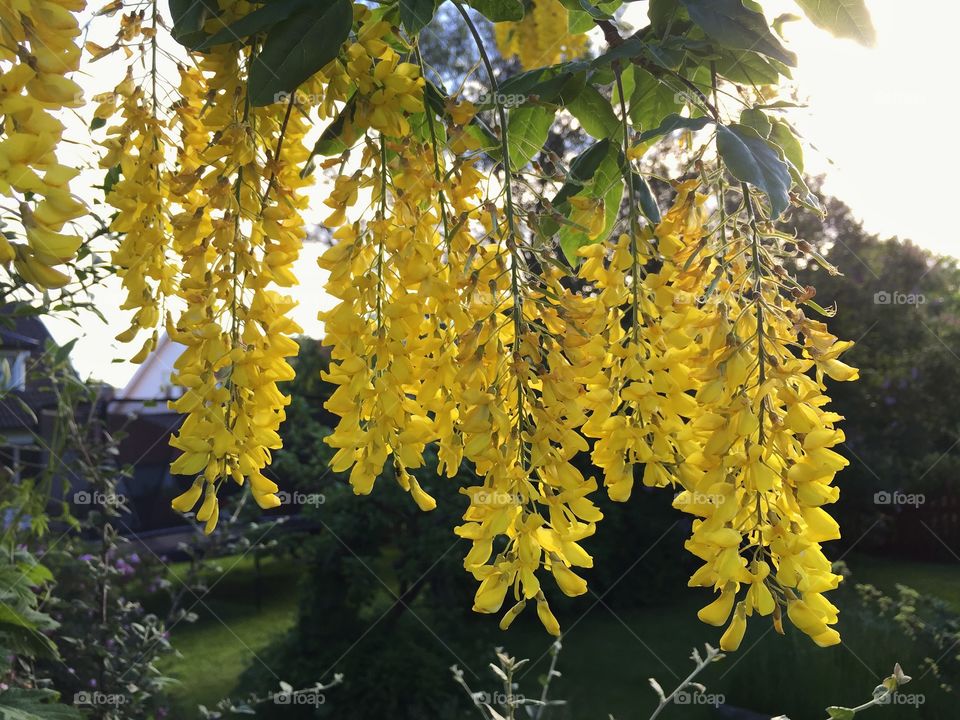 Laburnum