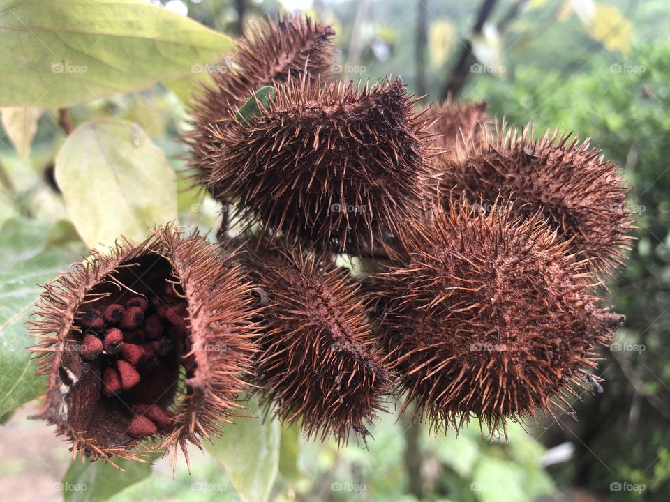 Urucum. Brasil.