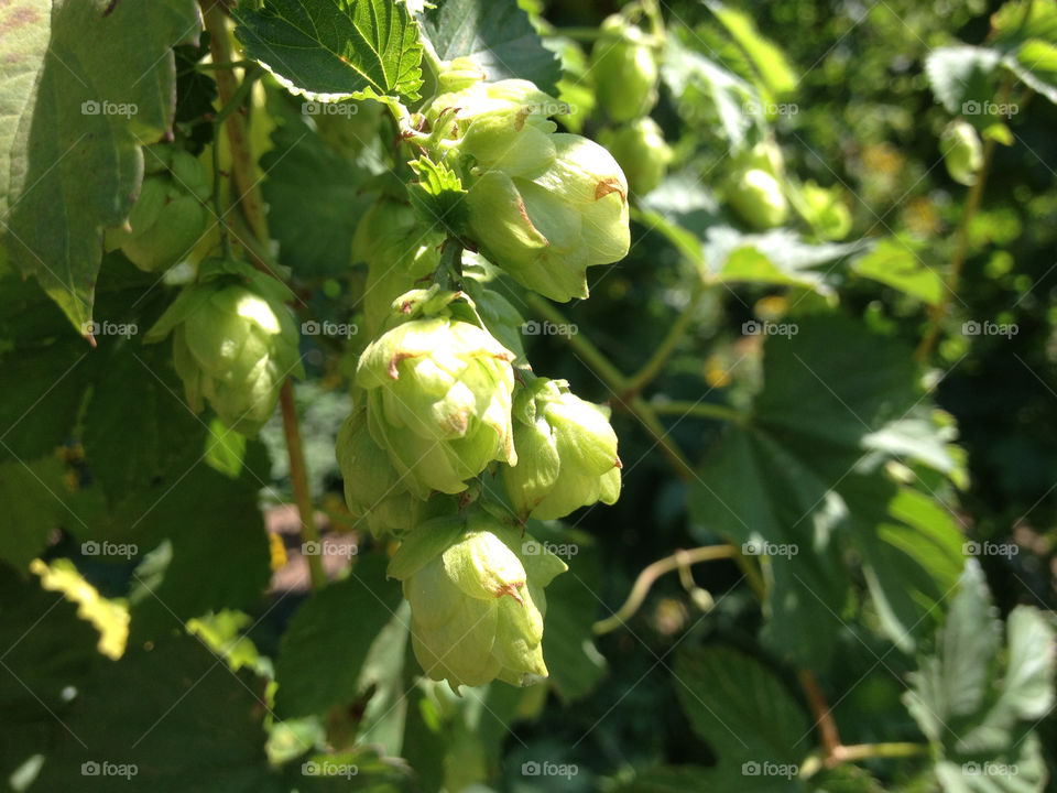 beer farm hop hops by brianbonham